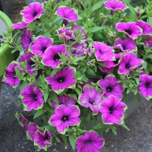 Aprende a plantar Petunia - Consejos y cuidados