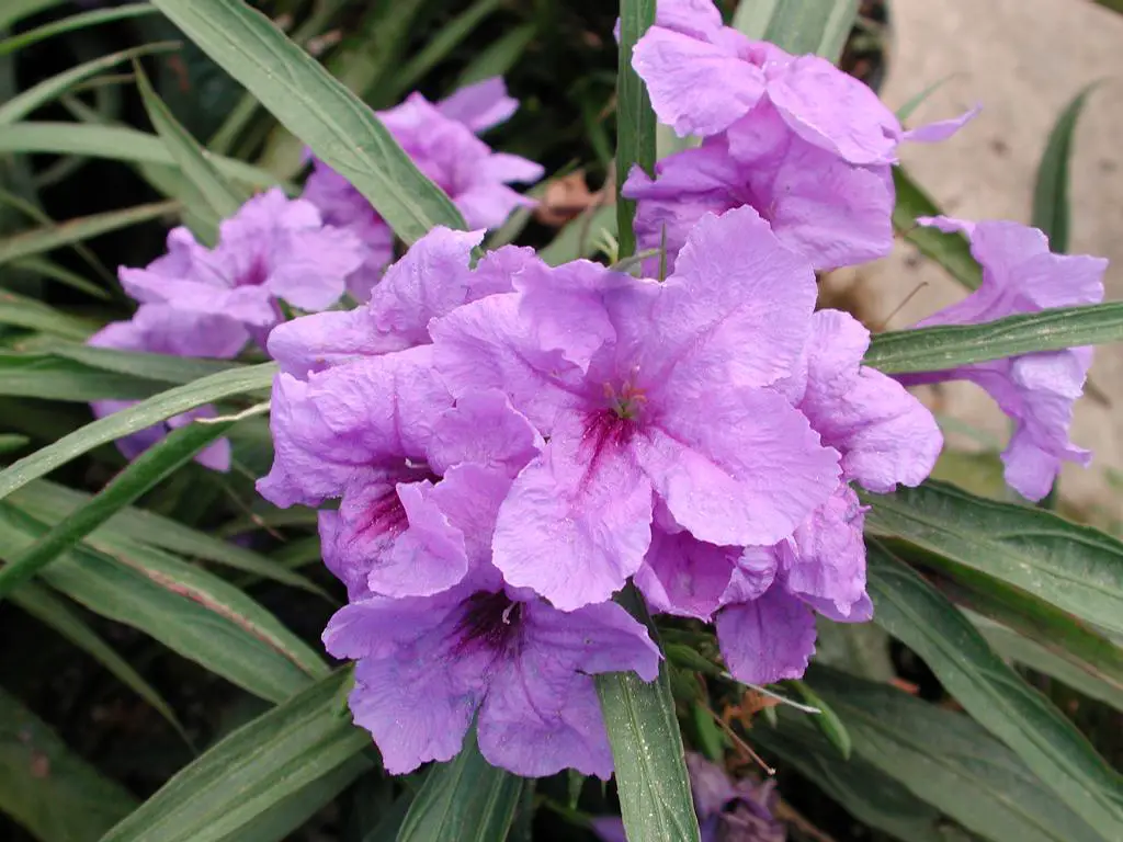 petunia mexicana