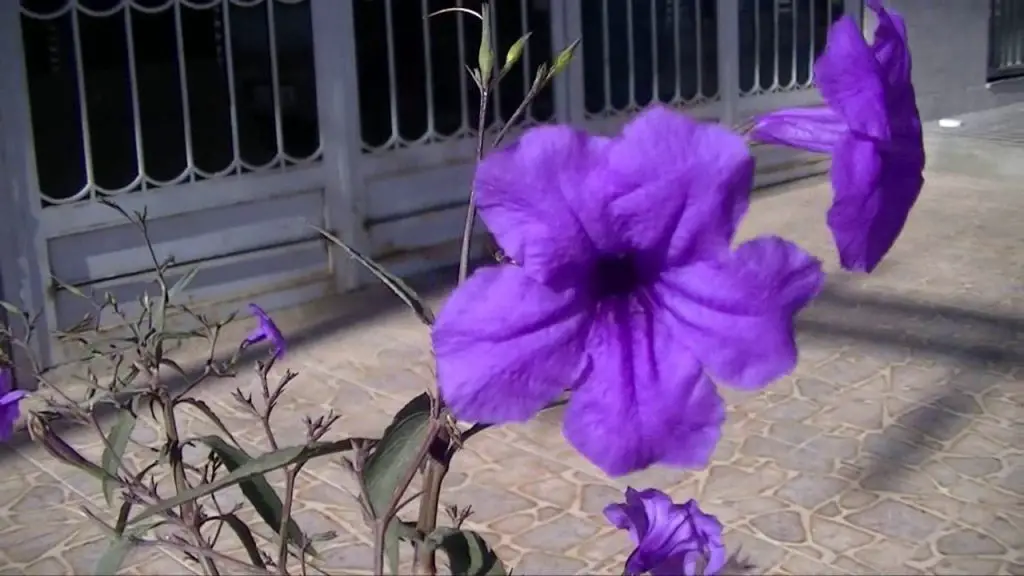 Petunia mexicana_33