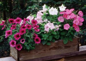 Aprende a cultivar flores