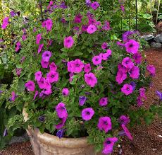petunias