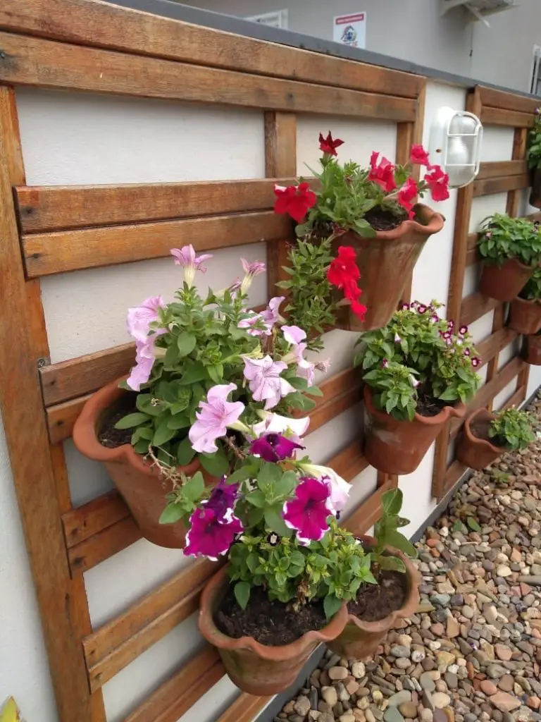 petunias1