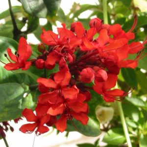características y cultivo de Clerodendron rojo (Clerodendrum splendens)