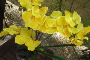 aprenda a replantar Phalaenopsis para que vuelva a florecer el año que viene