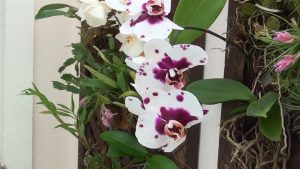Cómo cultivar, cuidar y regar las orquídeas