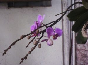 Principales causas de muerte de botones florales en orquídeas