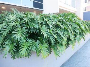 Características de Xanadu - (Philodendron xanadu)
