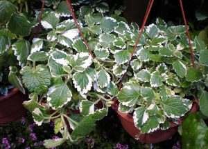 Cómo cuidar la planta de incienso (Plectranthus coleoides Variegata)