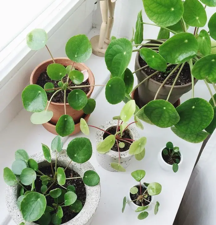 pilea-2