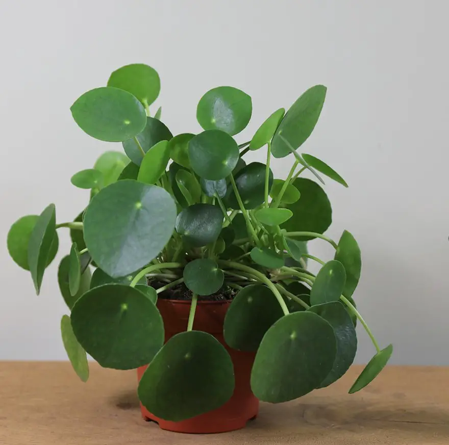 pilea peperomioide