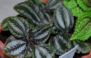 Características del ala de ángel (Pilea spruceana)