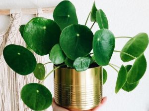 Características y cultivo de Pilea (Pilea peperomioides)