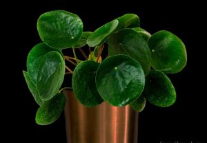 Características de la planta del dinero chino (Pilea peperomioides)