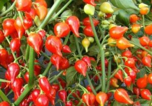 Aprenda a plantar y cuidar el ají (Capsicun Chinese)