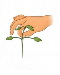 Cómo cultivar aguacate en casa