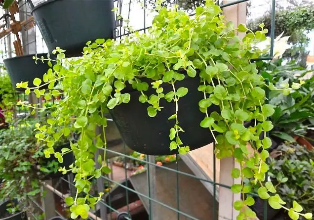 pingo-dorado-lisimaquia-nummularia-1-3