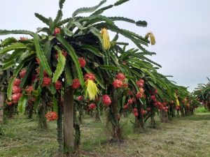 Aprende a plantar pitaya orgánica