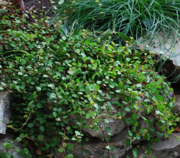 planta de alambre planta de alambre