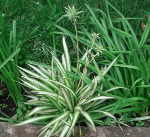 Características y cultivo de la planta araña (Carex oshimensis)