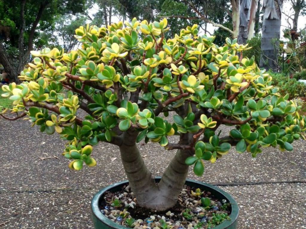 planta de jade-2