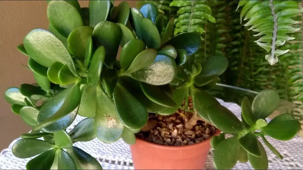 planta de jade
