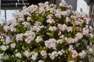 Características y cuidados para hacer florecer la Planta de Jade (Crassula ovata)