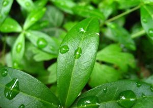 Cómo tener plantas siempre sanas