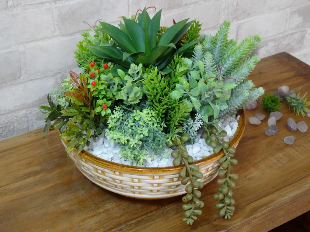 plantas suculentas plantas suculentas