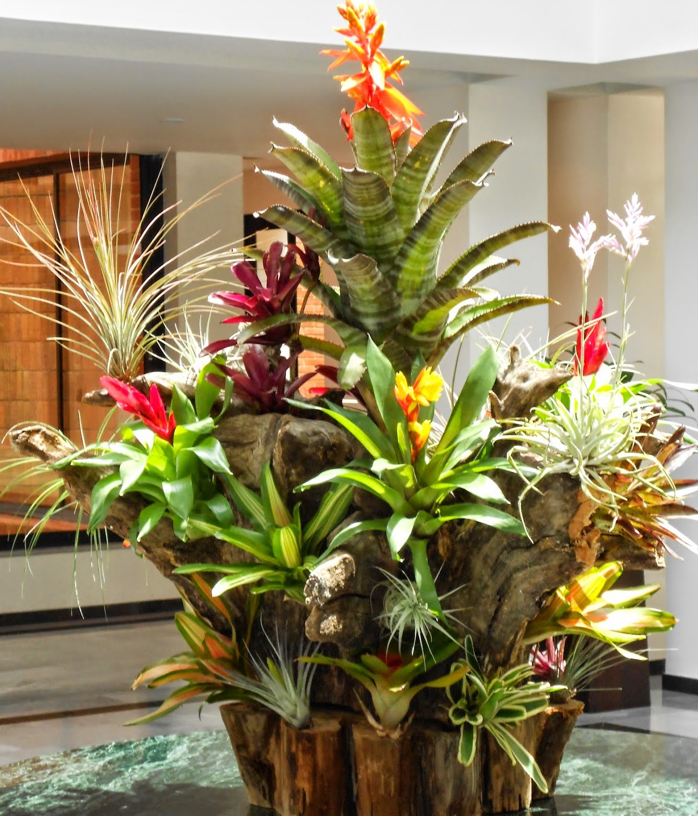 plantas tropicales
