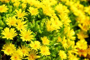 Plantas de sombra - Consejos ornamentales y de cuidado