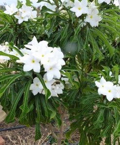 Cultivo de jazmín caribe (Plumeria pudica)