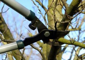 aprende a podar cada especie