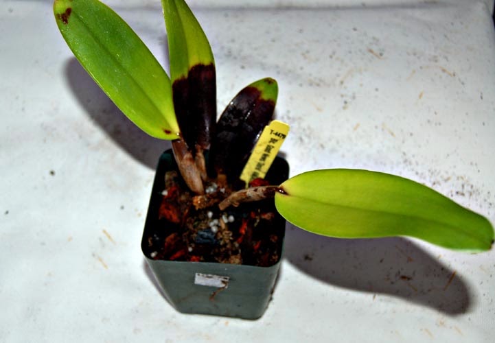 podredumbre negra podredumbre negra