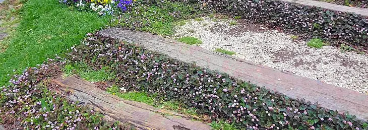 polygonum-capitatum polygonum-capitatum