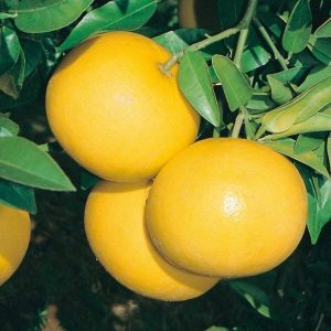 Pomelo - Citrus paradisi