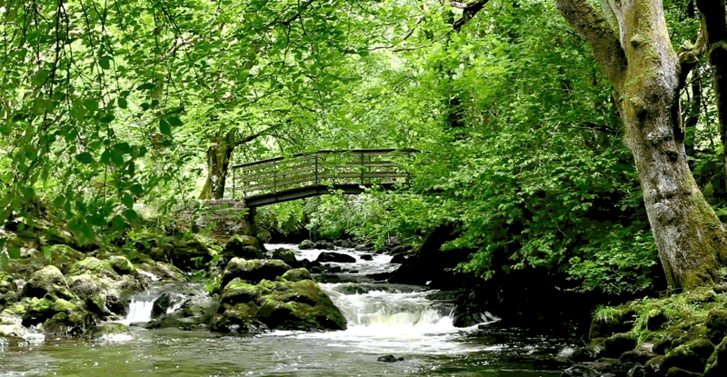 puente sobre el arroyo