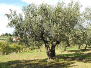 Podar el olivo