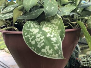 Características y cuidados de Potos-satin (Scindapsus-pic)