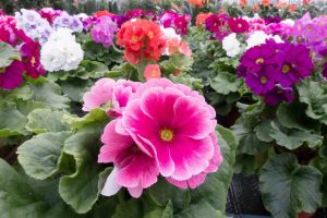 Cómo trasplantar y cuidar las prímulas