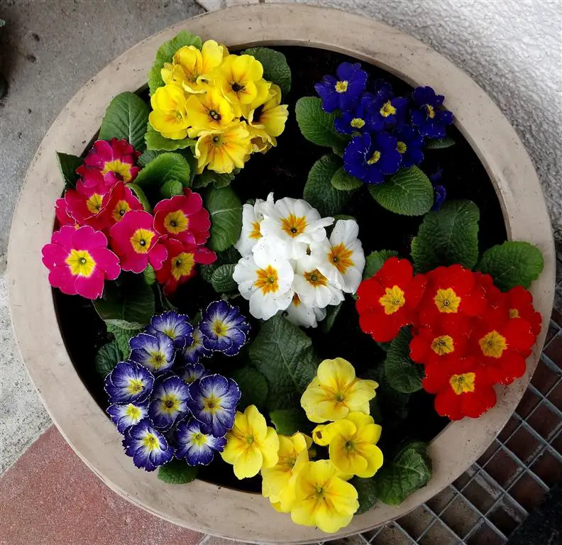 primroses_1