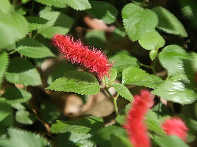 cola de gato (Acalypha reptans)