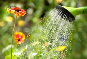 Cómo hacer un riego de emergencia para tus plantas