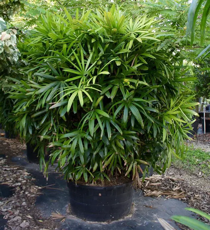 rhapis-excelsa (medio)