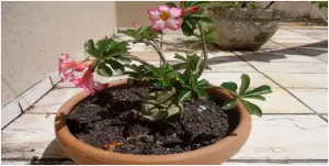 Cómo cambiar la maceta Desert Rose