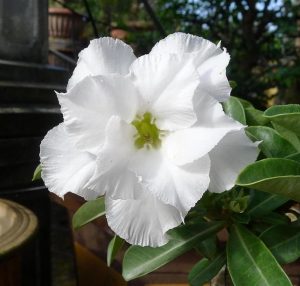 13 ideas para construir un alto túnel de bricolaje en tu jardín