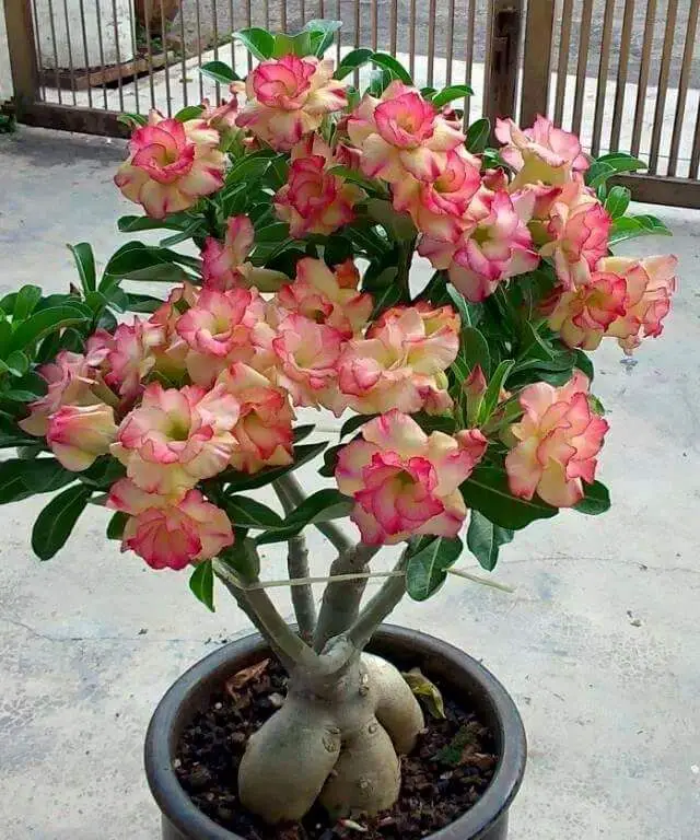 Rosa del desierto