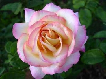 Rosa de té Consejos para mi huerto