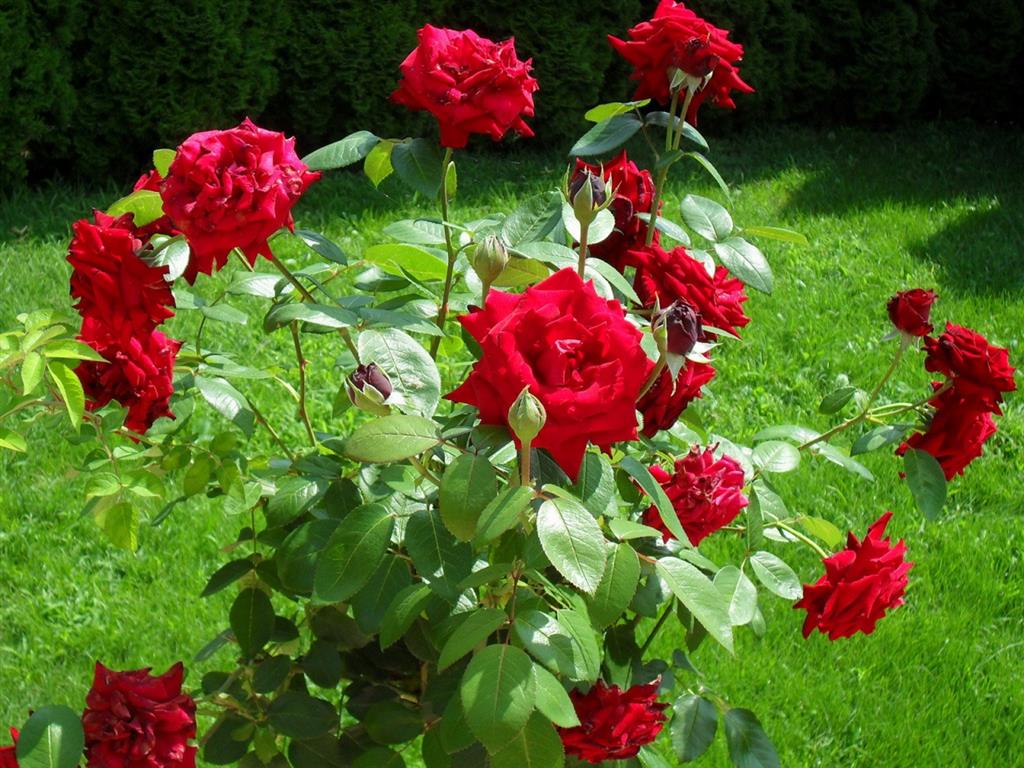 rosas rojas 