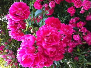 Cultivo de rosas trepadoras