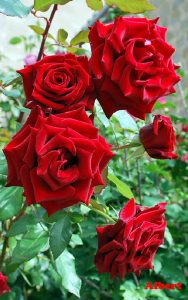 Qué hacer si su rosal no florece - Receta de cuidado y fertilizante